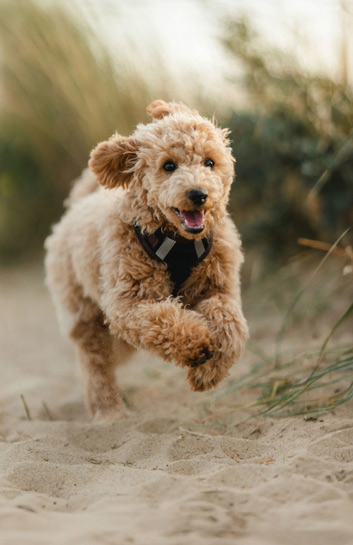 Pet Friendly Homes callout