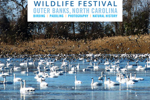 Birding and wildlife on Hatteras Island during fall